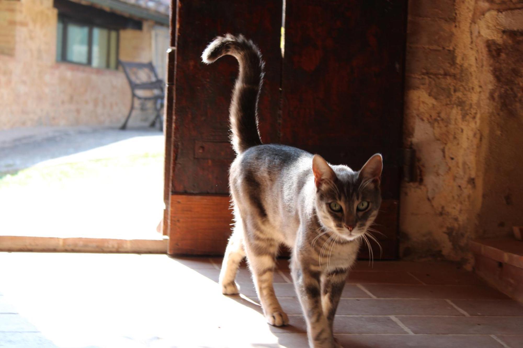 Agriturismo Il Caggio Совичиле Екстериор снимка