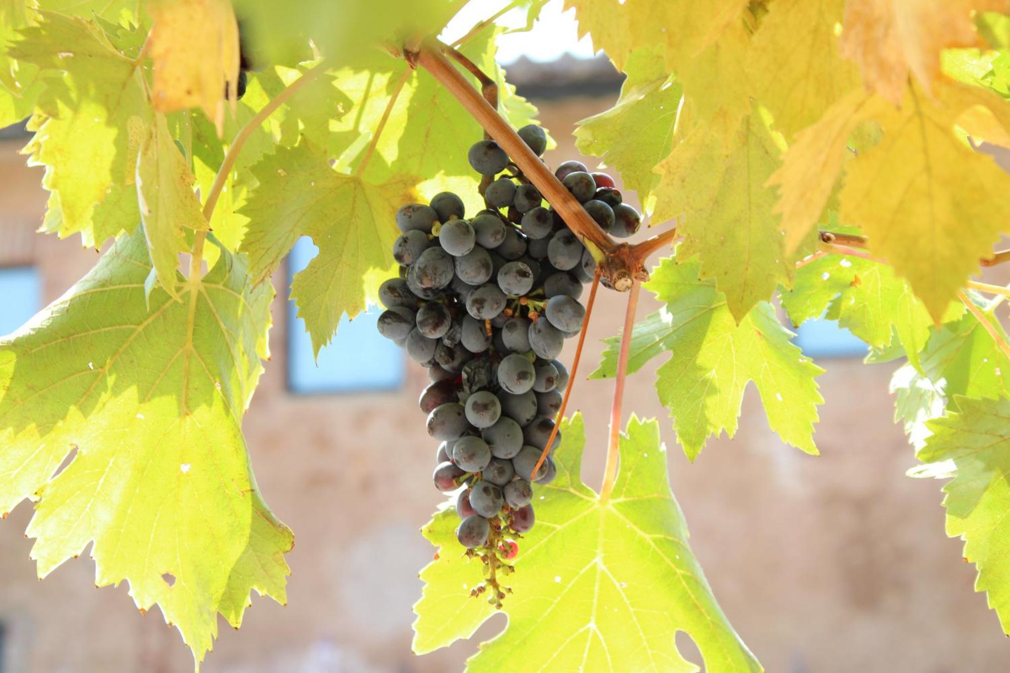 Agriturismo Il Caggio Совичиле Екстериор снимка