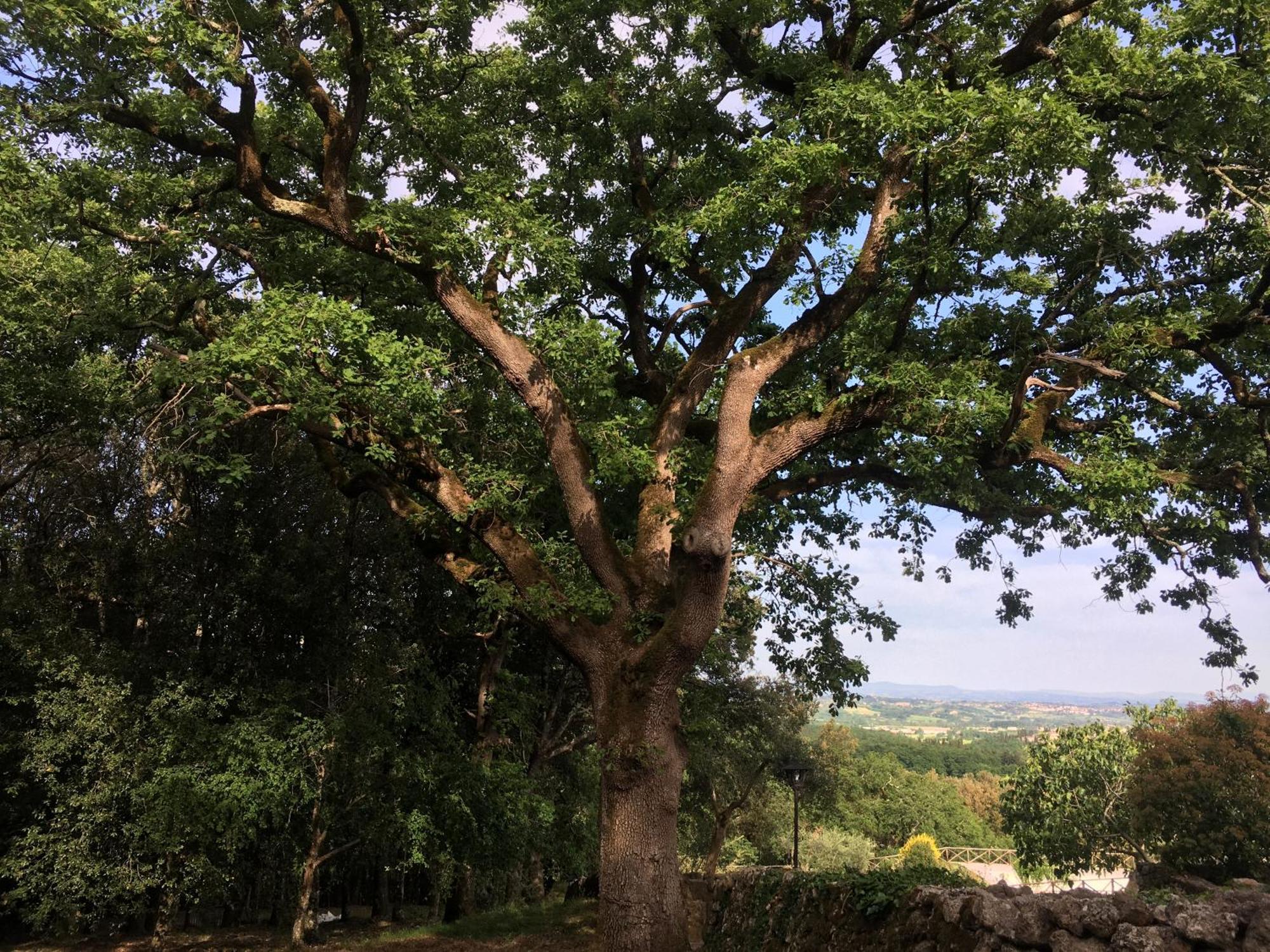 Agriturismo Il Caggio Совичиле Екстериор снимка