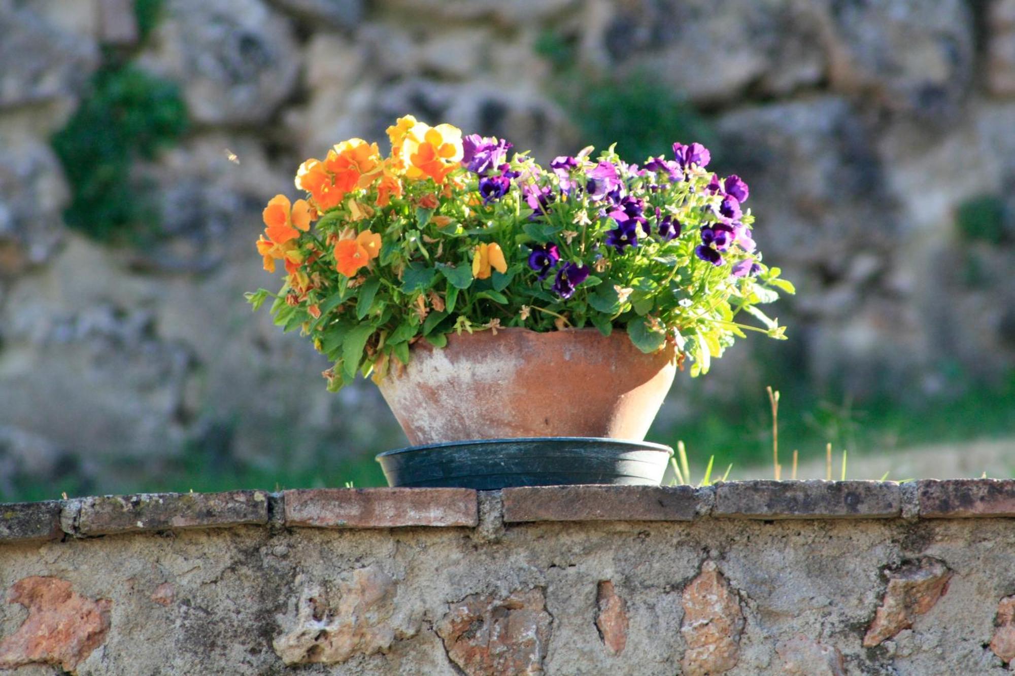 Agriturismo Il Caggio Совичиле Екстериор снимка